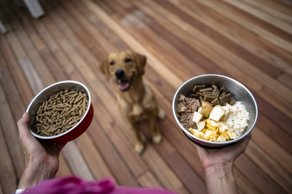 Poprawa kondycji psa za pomocą zdrowej diety — klucz do zdrowia i energii